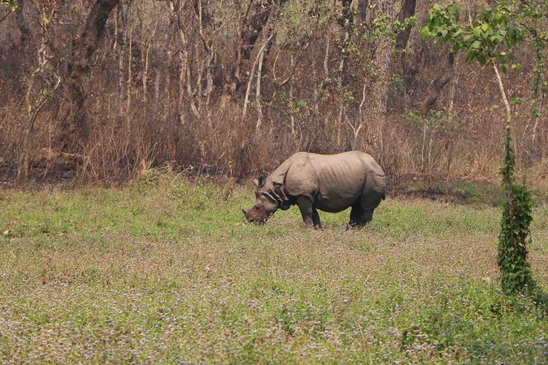 ८ वर्षमा २२० गैँडा मरे